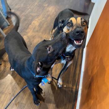 Grader -  Labrador Retriever Dog for Adoption in Chicago, Illinois - Grader | PetCurious