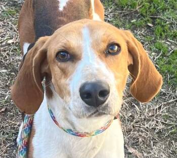 Hound Dogs Available for Adoption - 26-21 Rowan | PetCurious