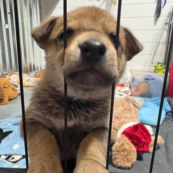 Mixed Breed Dogs Available for Adoption - Chevy | PetCurious