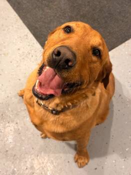 Rescue Labrador Retriever Dogs for Adoption in Heber City, Utah - Dex | PetCurious