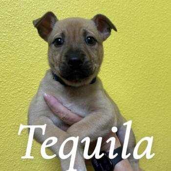 Pit Bull Terrier Dogs Available for Adoption in Woodland, California - Taquila | PetCurious