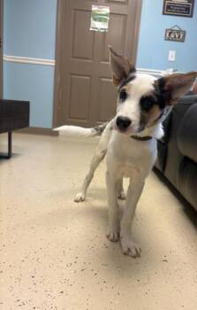 Sour Cream -  Cattle Dog and Shepherd Dog for Adoption in Blountville, Tennessee - Sour Cream | PetCurious