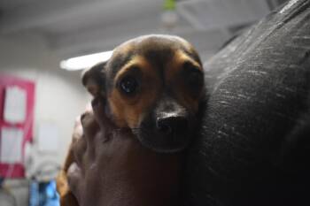 Kalua (L624 D1) -  Chihuahua Dog for Adoption in Pahrump, Nevada - Kalua (L624 D1) | PetCurious