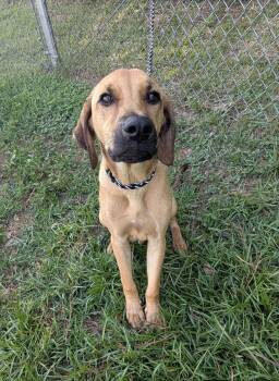 Scobby -  Hound Dog for Adoption in Marion, Mississippi - Scobby | PetCurious