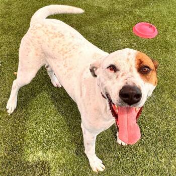 Rescue Cattle Dog Dogs for Adoption in San Antonio, Texas - Max | PetCurious