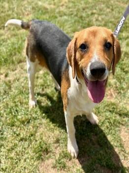 CHARLOTTE -  Beagle and Basset Hound Dog for Adoption in York, South Carolina - CHARLOTTE | PetCurious