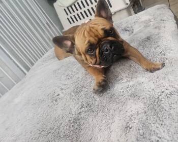 Roxy -  French Bulldog Dog for Adoption - Roxy | PetCurious