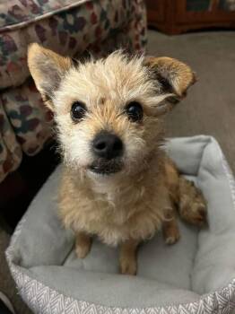 Terrier Dogs Available for Adoption in Fremont, Nebraska - Fran | PetCurious