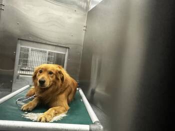 Golden Retriever and Chow Chow Dogs Available for Adoption - FURULUS | PetCurious