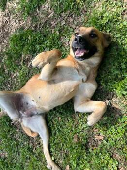 Shepherd Dogs Available for Adoption - Jessie | PetCurious