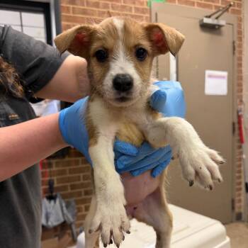 Brynn -  Terrier Dog for Adoption in Birmingham, Alabama - Brynn | PetCurious