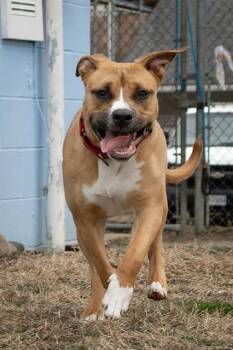 SHERA -  Pit Bull Terrier and Mixed Breed Dog for Adoption in Easton, Maryland - SHERA | PetCurious