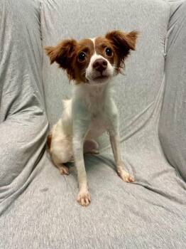 Brittany -  Brittany Spaniel Dog for Adoption in Walker, Louisiana - Brittany | PetCurious