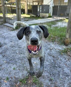 Hutch (In Training) -  Australian Cattle Dog Blue Heeler and German Shorthaired Pointer Dog for Adoption in Umatilla, Florida - Hutch (In Training) | PetCurious