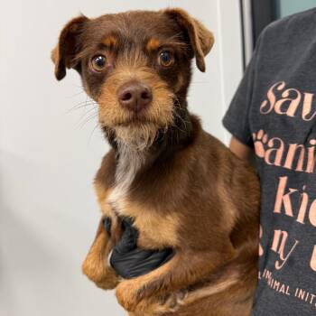 Pepe -  Terrier Dog for Adoption in Abilene, Texas - Pepe | PetCurious