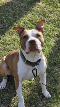 Pit Bull Terrier Dogs Available for Adoption in Minneapolis, Minnesota - King Louie | PetCurious