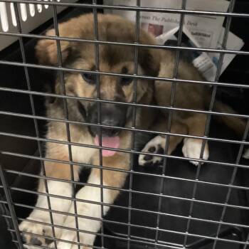 Delilah -  Shepherd Dog for Adoption in Montgomery, Alabama - Delilah | PetCurious