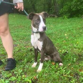 Hot pocket -  Pit Bull Terrier and Mixed Breed Dog for Adoption in Phoenix, Maryland - Hot Pocket | PetCurious
