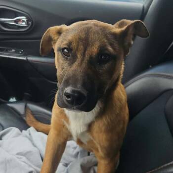 Mixed Breed Dogs Available for Adoption in Bismarck, North Dakota - Maggie | PetCurious