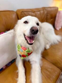Great Pyrenees and Anatolian Shepherd Dogs Available for Adoption in Friendswood, Texas - Angel Ever After | PetCurious