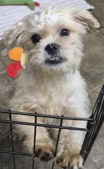 Sparkie -  Maltese and Pug Dog for Adoption in Los Angeles, California - Sparkie | PetCurious