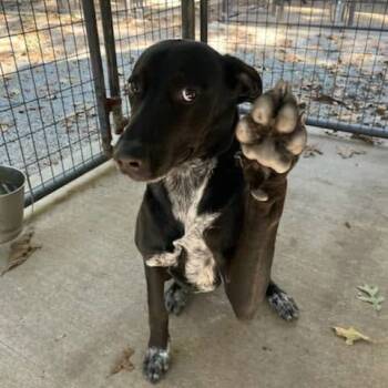 Rescue Black Labrador Retriever Dogs for Adoption in Smithfield, North Carolina - Roco | PetCurious