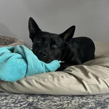 Rescue Cattle Dog and Pit Bull Terrier Dogs for Adoption in Klein, Texas - Evangeline | PetCurious