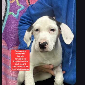 Pointer Dogs Available for Adoption in Oviedo, Florida - Tubthumping | PetCurious