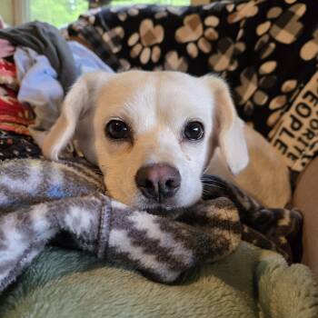 Rescue Beagle and Maltese Dogs for Adoption in Friendship, New York - Juliet Hoyett | PetCurious