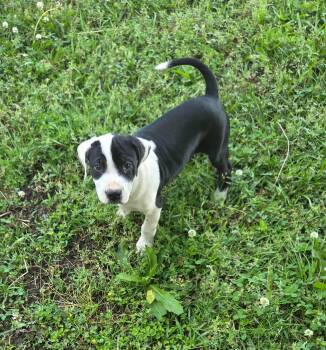 American Bully Dogs Available for Adoption in Glocester, Rhode Island - Spot | PetCurious