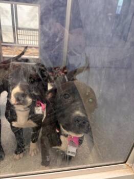 Pit Bull Terrier and Mixed Breed Dogs Available for Adoption in Loveland, Colorado - CORDELIA | PetCurious