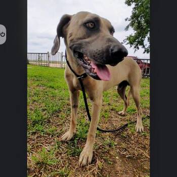 Boone -  Hound Dog for Adoption in Seguin, Texas - Boone | PetCurious
