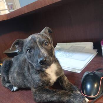 Shepherd and Cane Corso Dogs Available for Adoption in Casa Grande, Arizona - Laramie | PetCurious