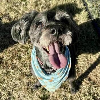 Rescue Schnauzer and Standard Poodle Dogs for Adoption in Hillsborough, North Carolina - Sophie Rae | PetCurious