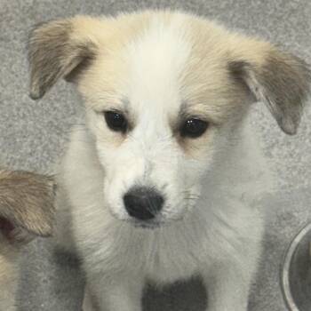 Ivy 22744 -  Great Pyrenees and Mixed Breed Dog for Adoption in Cumming, Georgia - Ivy 22744 | PetCurious