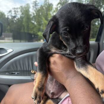 Boss Dawg -  Mixed Breed Dog for Adoption in Greensboro, North Carolina - Boss Dawg | PetCurious