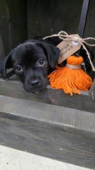 Mario -  Chihuahua and Pug Dog for Adoption in Crown Point, Indiana - Mario | PetCurious
