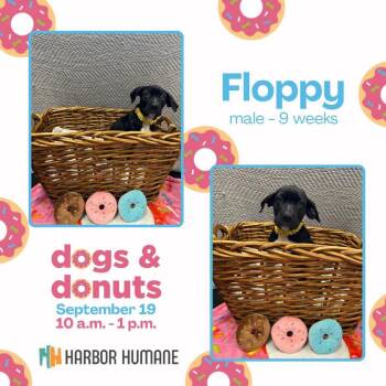 Floppy -  Mixed Breed Dog for Adoption in West Olive, Michigan - Floppy | PetCurious