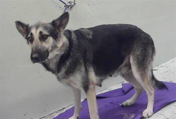 ATHENA -  German Shepherd Dog Dog for Adoption in Houston, Texas - ATHENA | PetCurious