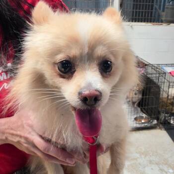Goldilocks -  Mixed Breed Dog for Adoption in Leander, Texas - Goldilocks | PetCurious