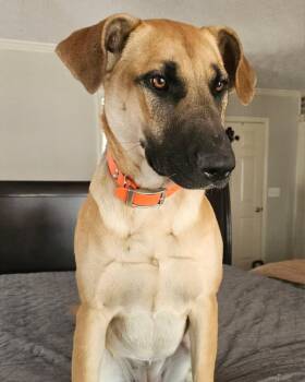 Ginger -  German Shepherd Dog and Labrador Retriever Dog for Adoption in Leesburg, Alabama - Ginger | PetCurious