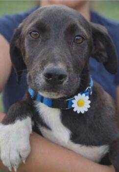 Labrador Retriever and Catahoula Leopard Dog Dogs Available for Adoption in Westland, Michigan - Brook | PetCurious
