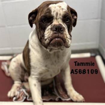 American Bulldog Dogs Available for Adoption - TAMMIE | PetCurious