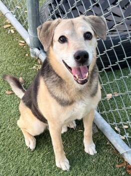 BUDDY -  Beagle Dog for Adoption in Holbrook, New York - BUDDY | PetCurious