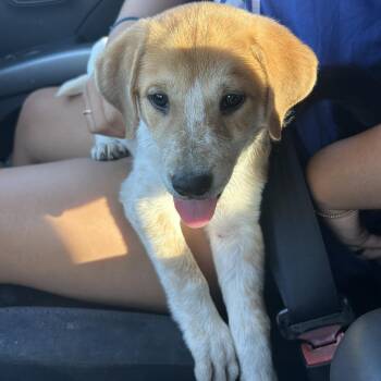 Praline -  Mixed Breed Dog for Adoption in Tacoma, Washington - Praline | PetCurious