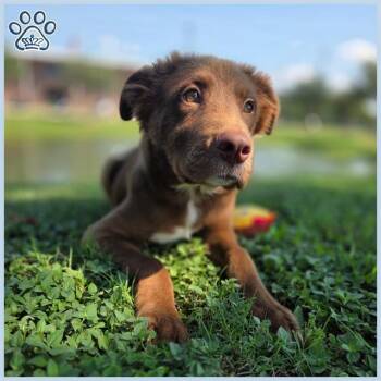 Rescue Labrador Retriever and Siberian Husky Dogs for Adoption in Sugar Land, Texas - SNICKERS | PetCurious