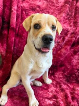 Cash -  Mixed Breed Dog for Adoption in Lagrange, Indiana - Cash | PetCurious