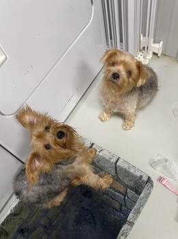 Blossom & Rose -  Yorkshire Terrier Dog for Adoption in Hartford, Kentucky - Blossom & Rose | PetCurious
