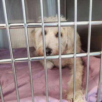 Chance (Ah) -  Terrier Dog for Adoption in Kingman, Arizona - Chance (Ah) | PetCurious