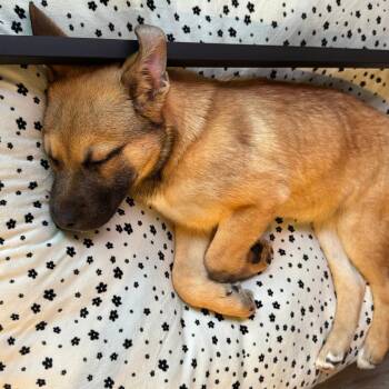 Shepherd Dogs Available for Adoption - Sergeant | PetCurious